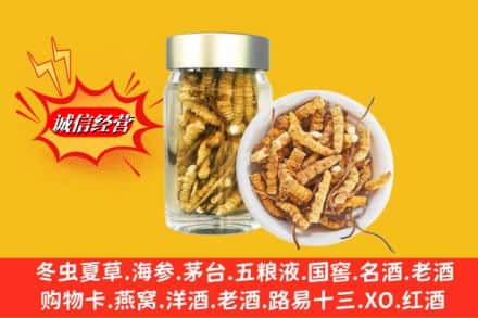 沈北新区回收散虫草